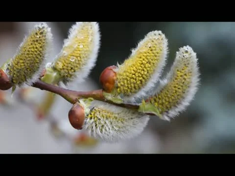 Pussy-willow Stock Footage