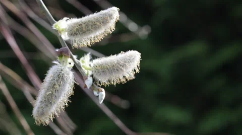 Pussy Willow Stock Footage 36816948