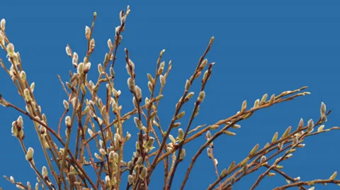 Pussy willow Stock Footage 37150169