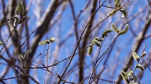 Pussy-willow Stock Footage 73981505