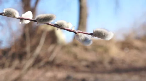 Pussy willow macro Stock Footage 48070673