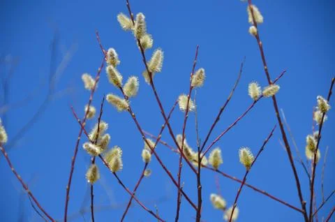 Pussy-willow. Stock Photos