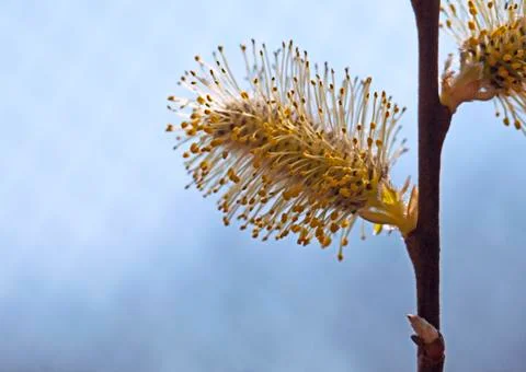 Pussy-willow in the spring Stock Photos
