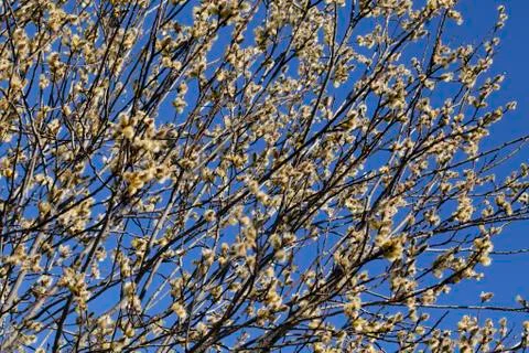 Pussy-willow in the spring Stock Photos