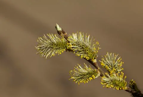 Pussy-willow in the spring Stock Photos