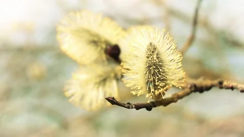 A pussy willow stem close-up in the breeze with fluffy blossoms. Stock Footage 153908359
