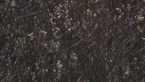 Pussy willow in the wind in spring Stock Footage 261802159