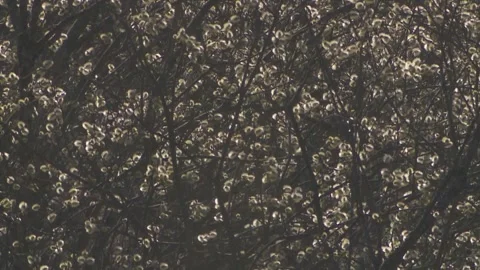 Pussy willow in the wind in spring (slide) Stock Footage 261802175