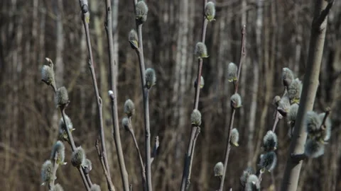 Pussy willows buds in closeup Stock Footage 130868464