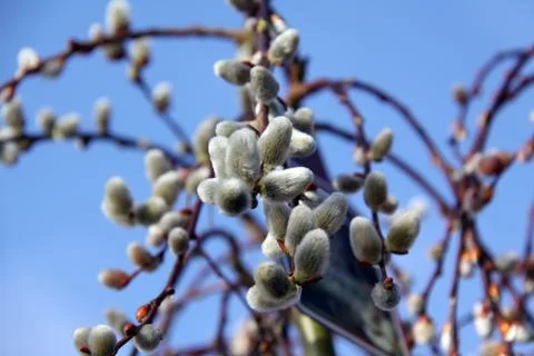 Pussy willows Stock Photos
