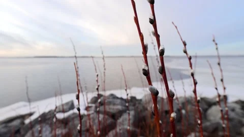 Pussy Willows Waving In The Wind At The Sea Shore Stock Footage 182974053