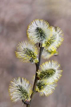 Pussywillows Photos