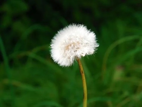 Puste Blume Stockfoto's