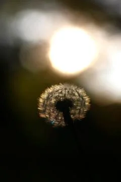 Pusteblume Stock Photos