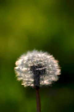 Pusteblume Stock Photos