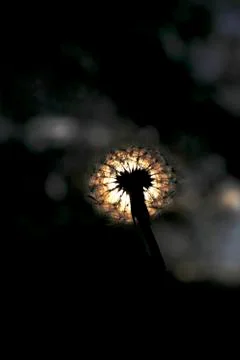 Pusteblume Stock Photos