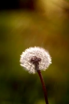 Pusteblume Stock Photos
