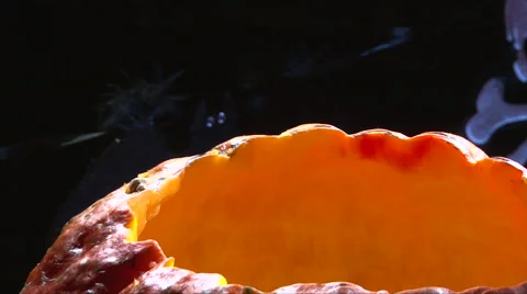 Put bottle beer  and ice cubes inside Halloween pumpkin jack o lantern and ice Stock-Footage 67738383