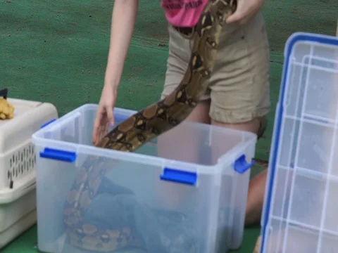Put Burmese Python In A Box, Arizona MAH00071 Stock Footage 119545429
