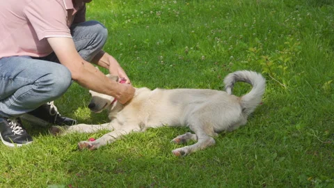 To put a collar on a dog in the yard Video stock 312747625