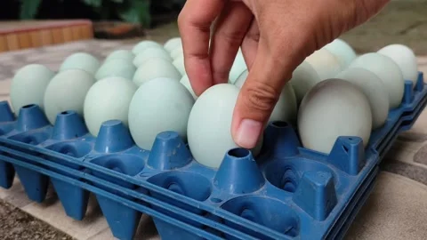 Put the duck eggs in the blue plastic egg tray Stock Footage 322903523