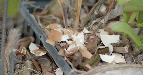 Put the eggshells in a plant pot.Put eggshells in the soil. Stock Footage 316110068