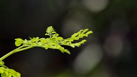 Put forth leave-buds of foliage. Stock Footage 88491801