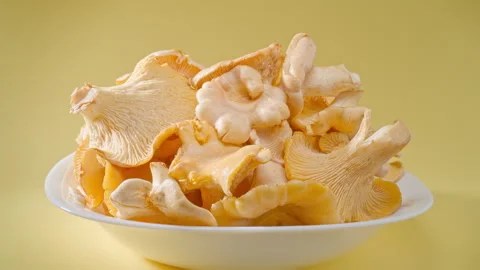 Put the freshly picked and washed chanterelle mushrooms on a white plate. Stock Footage 244244712