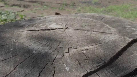 Put hands on a stump a basket of tomatoes. Sunlight. Harvest of mini tomatoes. Stockbeeldmateriaal 137111408