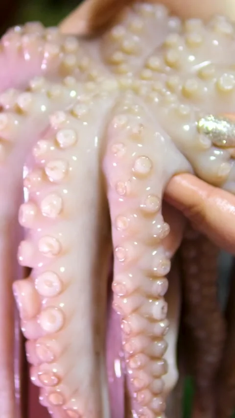 Put the octopus in boiling water Chef cooking grilled octopus, japanese cuisine Stock Footage 302075027