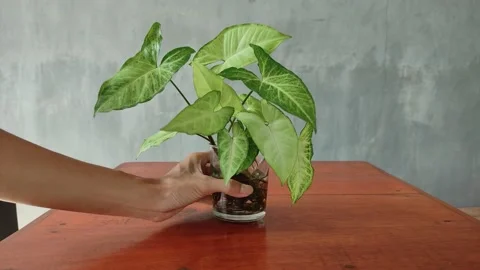 Put ornamental plants on a restaurant table Vidéo 198678082