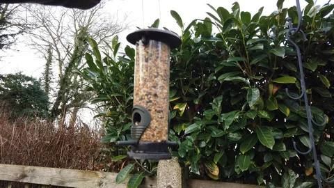 Put out your bird feeder 스톡 동영상 101943894