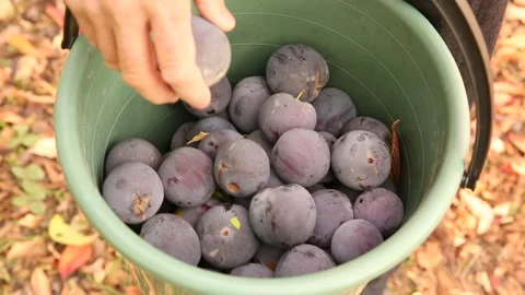 Put plums in the bucket 1 Stock-Footage 325610023