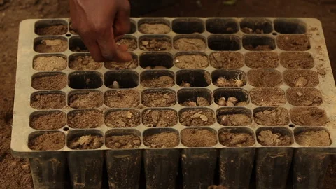 PUT SEEDS IN THE VASE Stock Footage 306694449