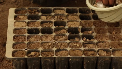 PUT SEEDS IN THE VASE Stock Footage 306694479