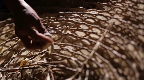 Put silk worm in nests. Stock Footage 60596883