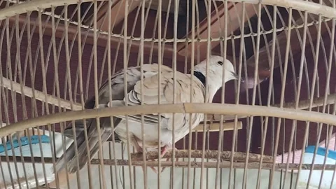 A puter bird in a cage Stock Footage 294452701