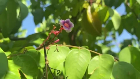 Putik belimbing Stock Footage 275644520