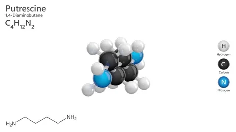 Putrescine. Toxic diamine. 3D model of a molecule.  White background. 3D render 스톡 동영상 290090672