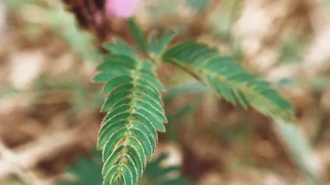 Putri malu leaf Stock Footage 250432316