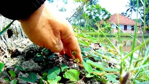 Putri Malu plant leaves will bud when touched Stock Footage 251526467