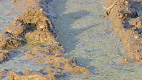 Putrid polluted puddle Stock Footage 116503164