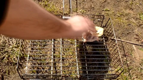 Puts meat on the BBQ 動画素材 74867010