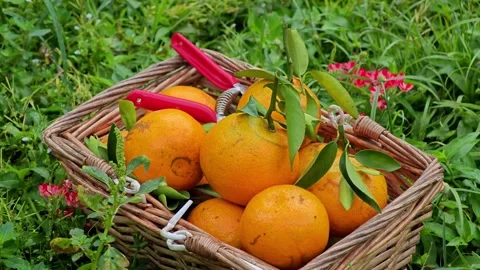 Puts Orange in Basket Box. Stock Footage 304943513