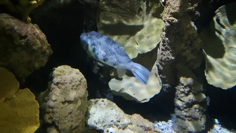 The putter fish also called blowfish swimming under water. Stock Footage 113664906