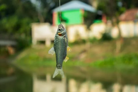 Putti fish in the hook and small freshwater fish Foto stock