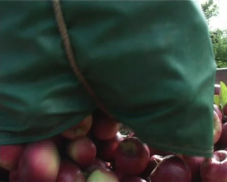 Putting apples in a bin in the orchard Stock Footage 134250