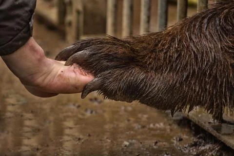 Putting a bear's hand with a man Stock Photos