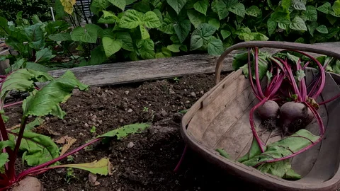 Putting Beetroot in trug Stock Footage 231287857