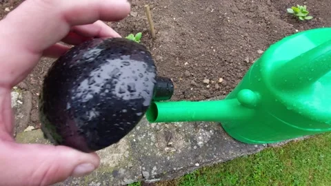 Putting a black plastic rose spray head onto a green watering can in the garden Stock Footage 335395353